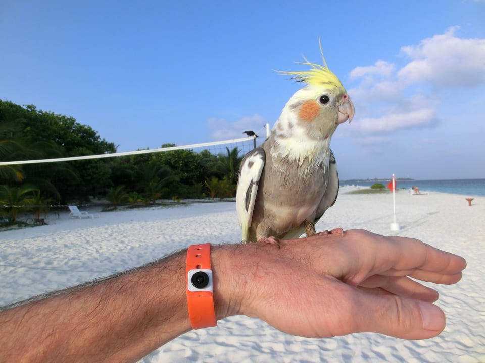 Diesen putzigen Kerl findet man beim Jetskiverleih Adaaran Select Meedhupparu Island Resort - Premium All Inclusive