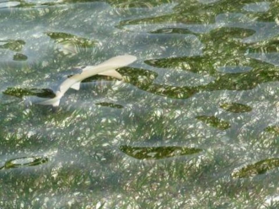 Baby-Shark in der Lagune Kuredu Island Resort & Spa