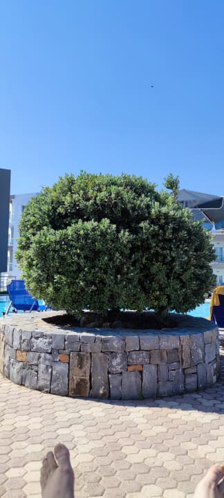 Gartenanlage allsun Hotel Carolina Mare