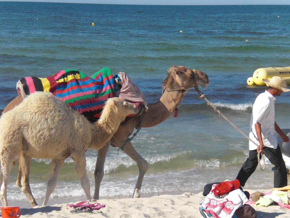 Wielbłady Hotel Amir Palace