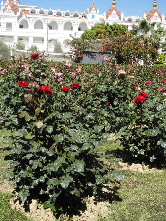 Gartenanlage Grand Seker Hotel