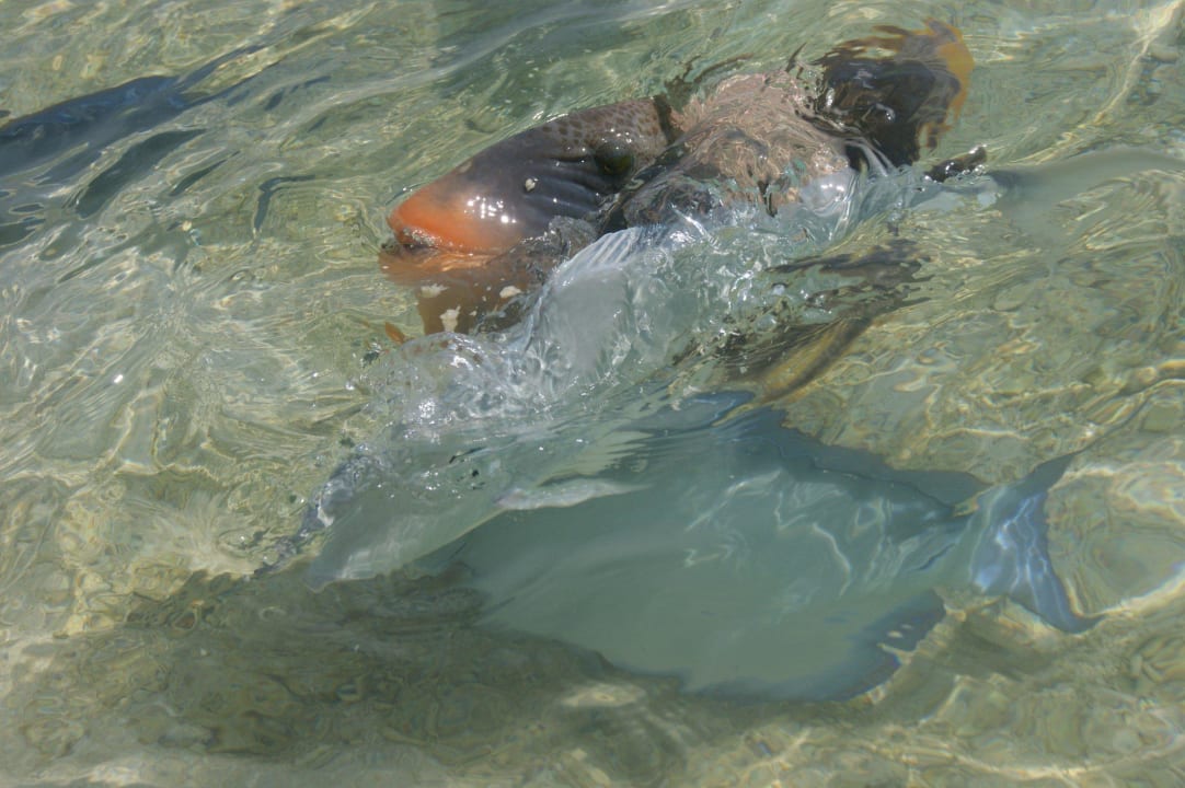 Drückerfisch Summer Island Maldives