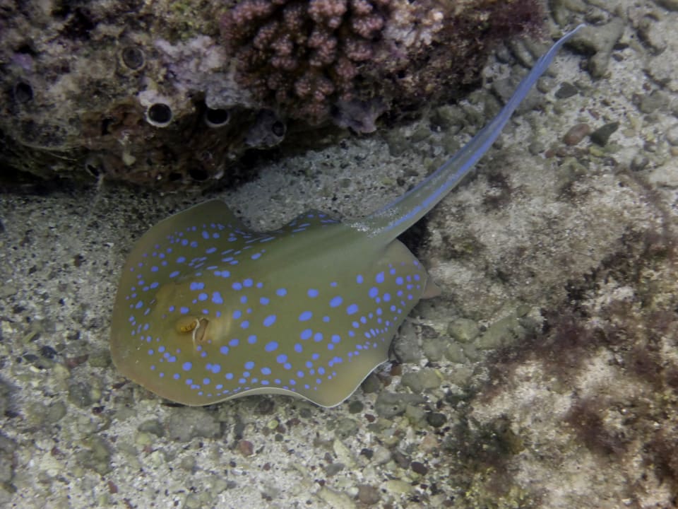 Strand Mövenpick Resort El Quseir