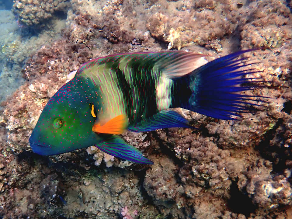 Sport & Freizeit Three Corners Equinox Beach Resort