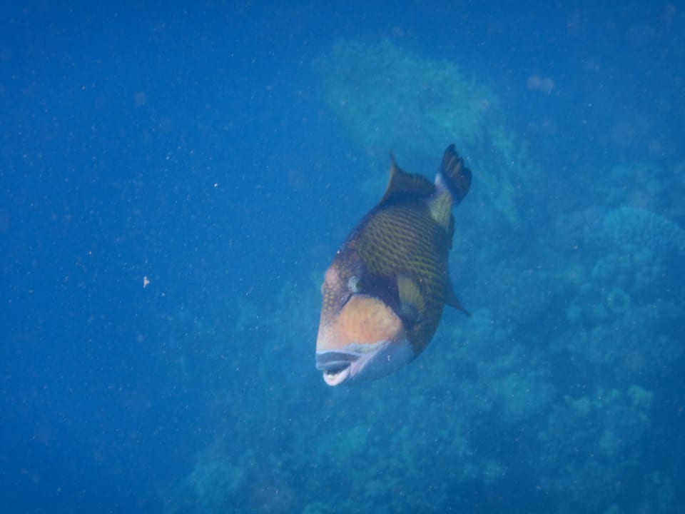 Sport & Freizeit Steigenberger Coraya Beach - Adults only