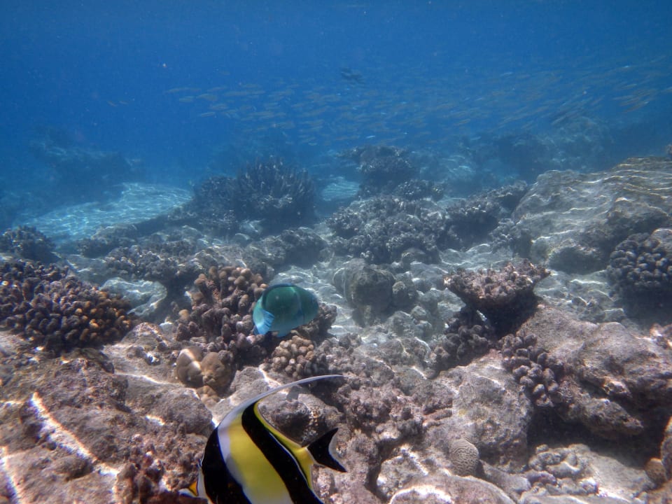 Unter dem Meer Kuramathi Maldives