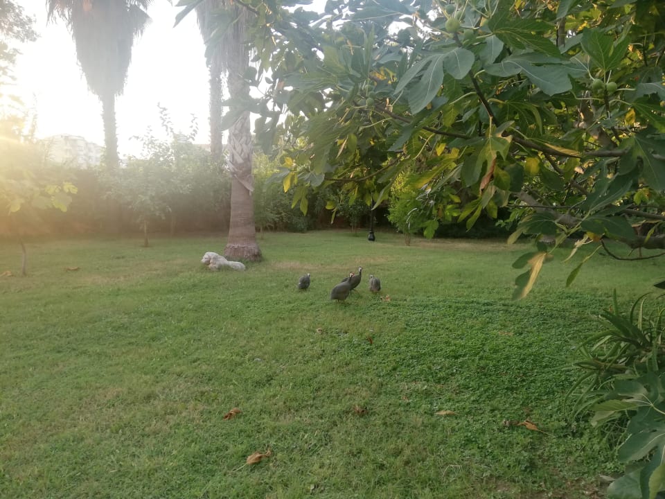 Gartenanlage Hotel Royal Garden Beach