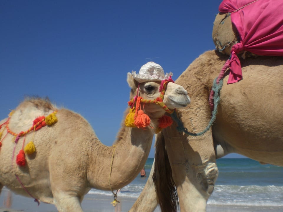 Tägliche Besucher Sentido Djerba Beach