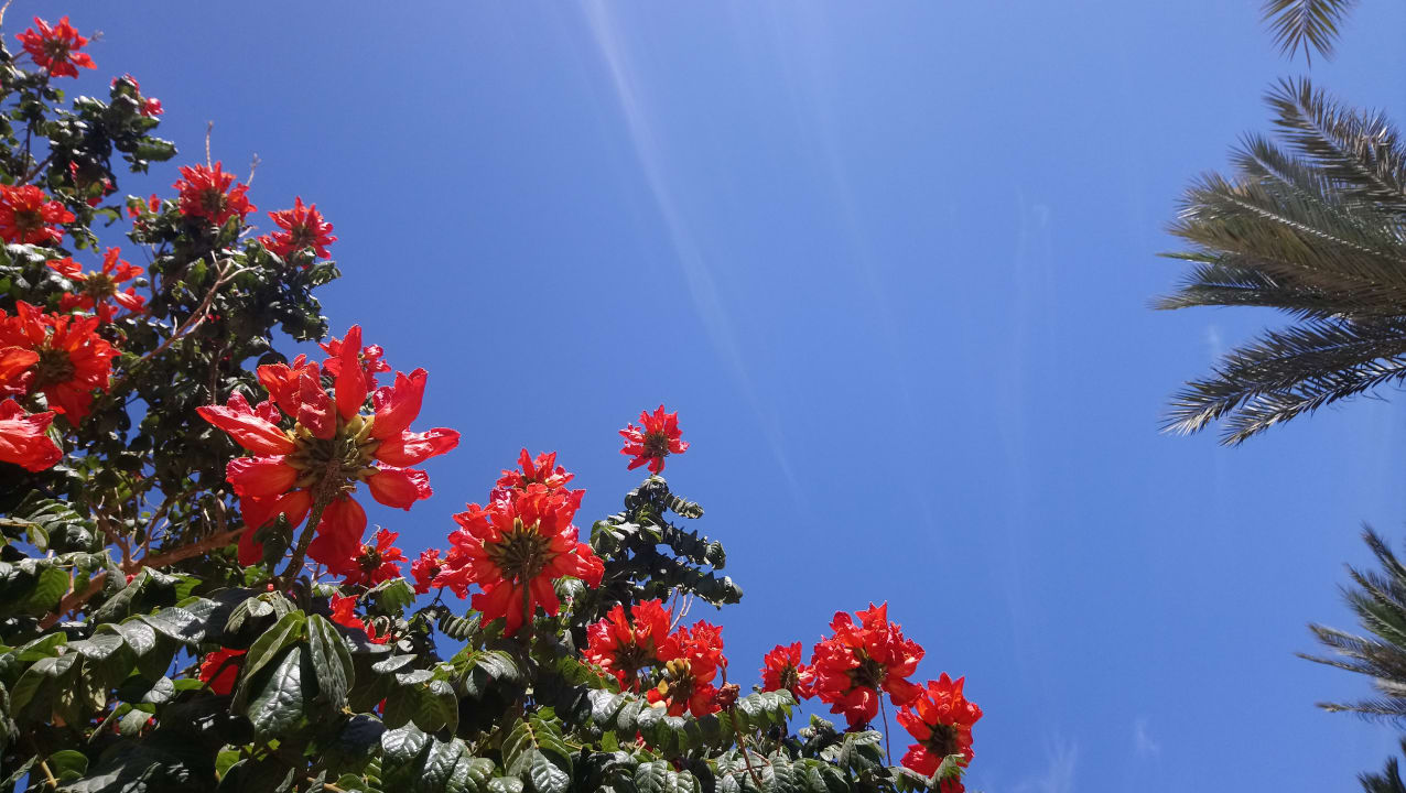 Gartenanlage Makadi Spa - Adults only