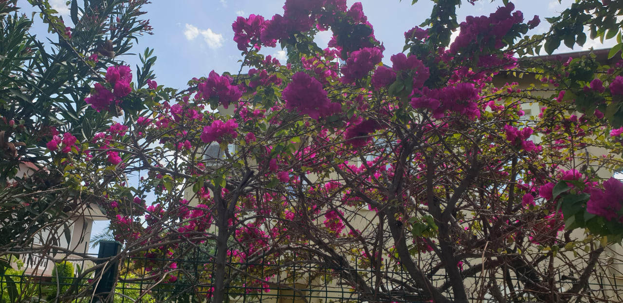 Gartenanlage Eftalia Ocean Resort & Spa