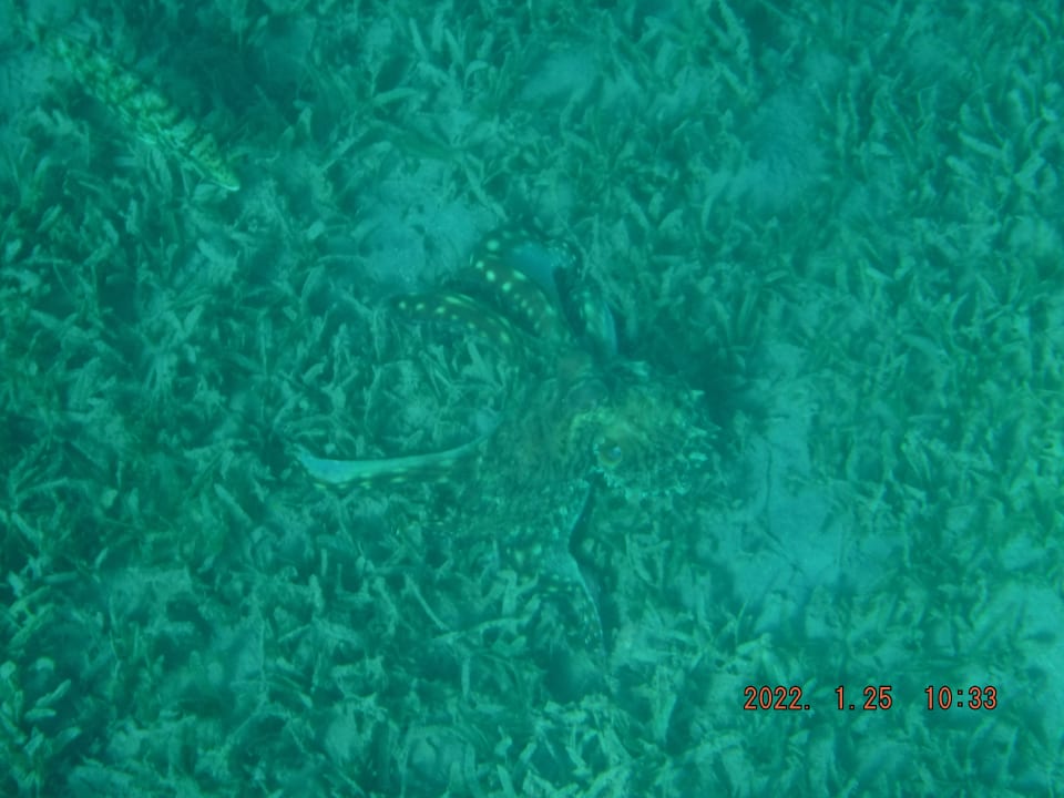 Strand Steigenberger Coraya Beach - Adults only