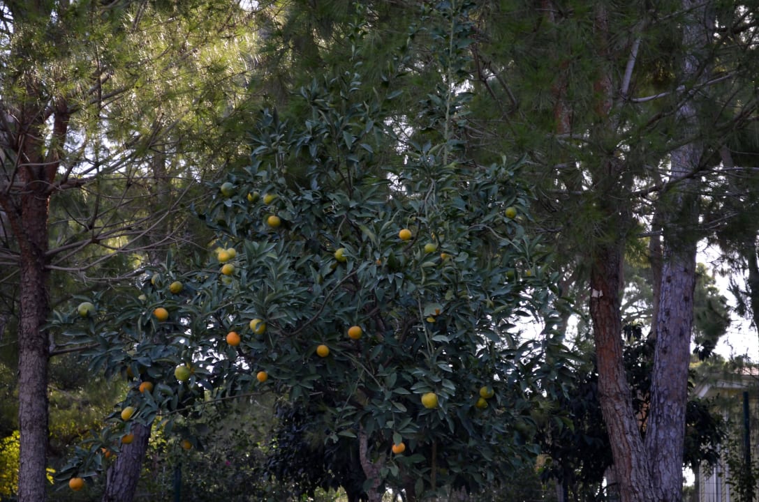 Schöner Garten Papillon Ayscha