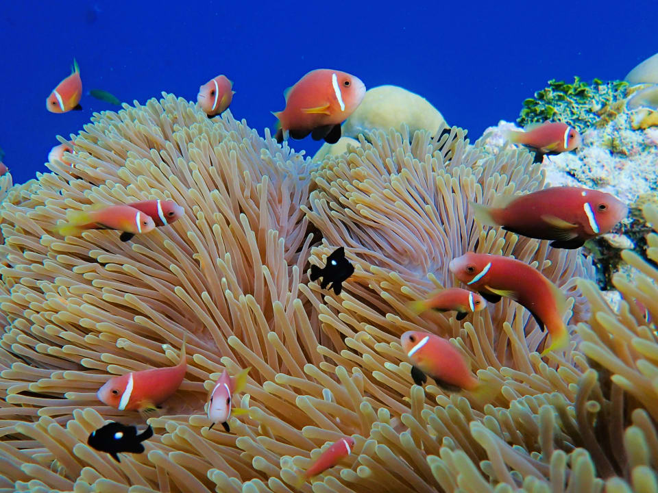 Sport & Freizeit Filitheyo Island Resort