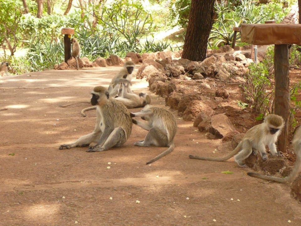 Gospodarze ogrodu Hotel Amboseli Sopa Lodge