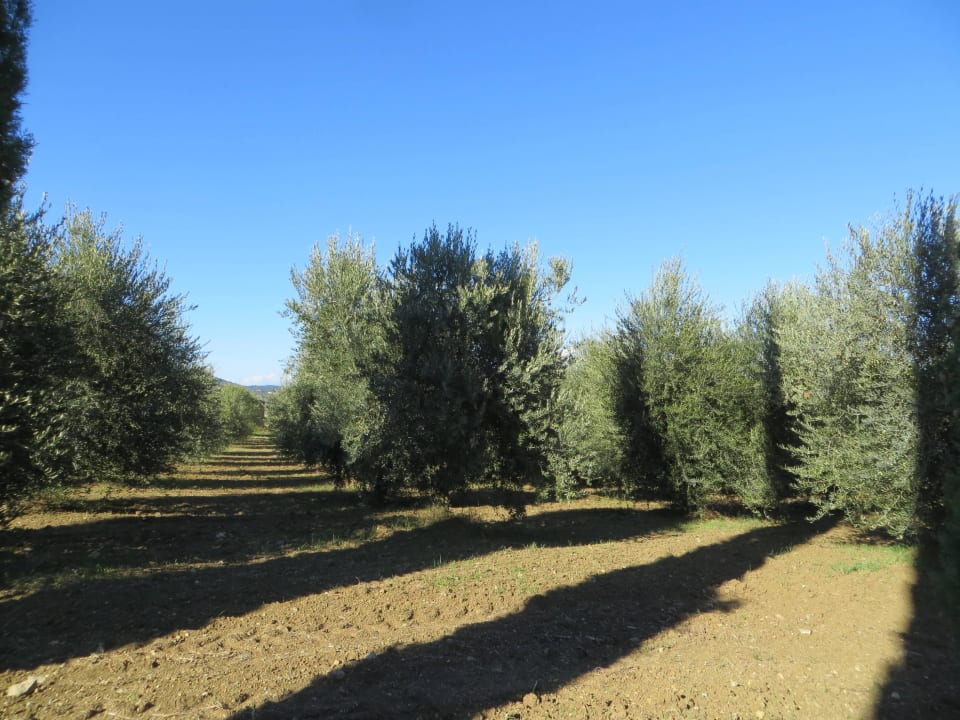 Blick auf die vielen Olivenbäume des Podere Agriturismo Podere del Vescovo