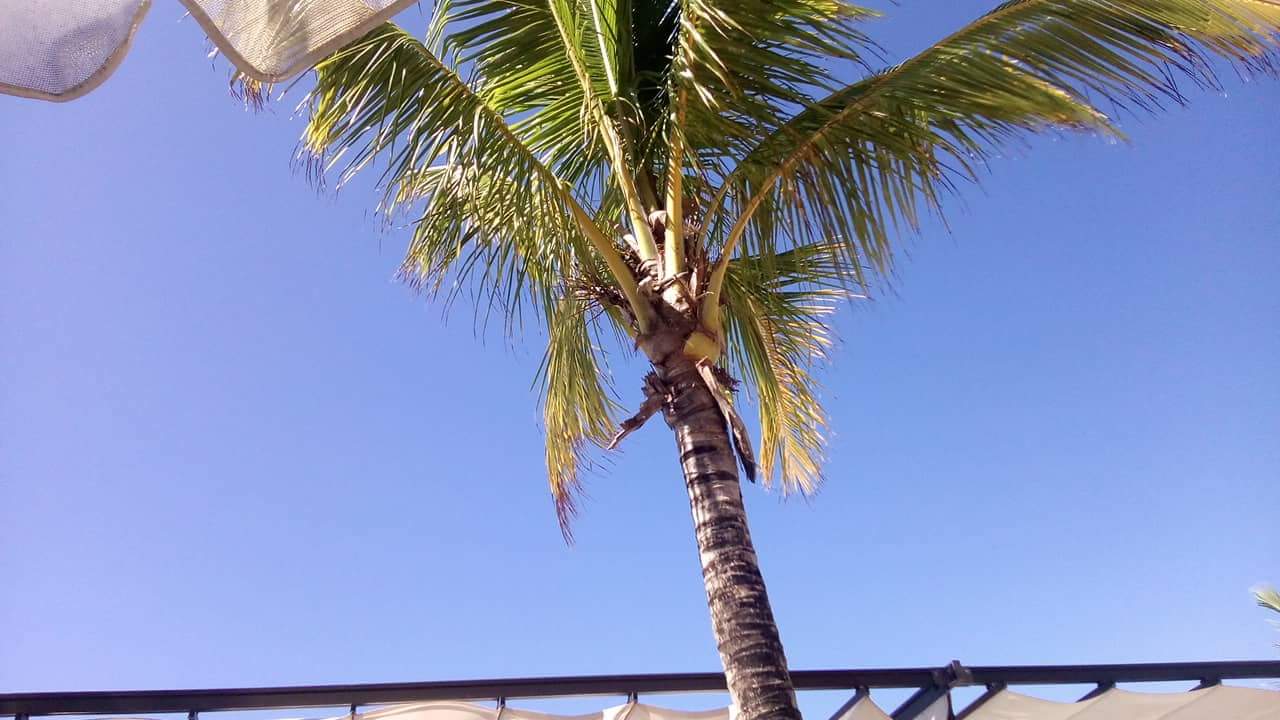 Gartenanlage Hotel Riu Palace Punta Cana