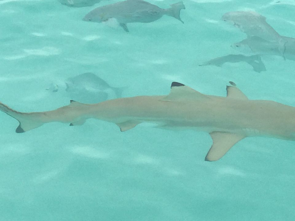 Ausblick NH Collection Maldives Reethi Resort