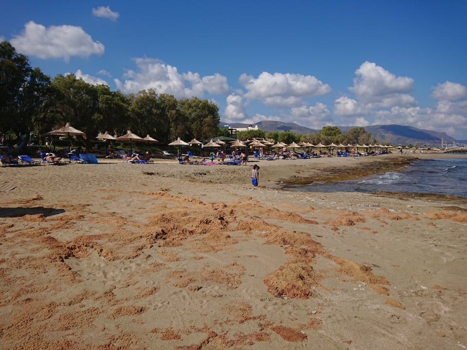 Strand Phãea Cretan Malia