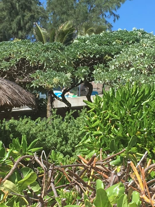 Gartenanlage Radisson Blu Poste Lafayette Resort & Spa - Adults only