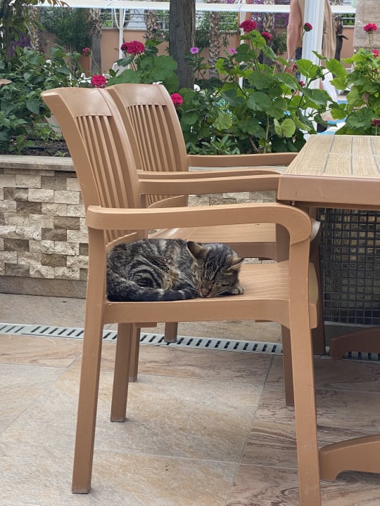 Gartenanlage Dizalya Palm Garden