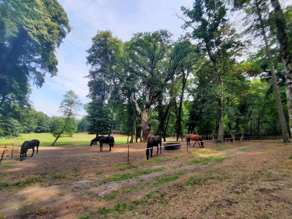 Sonstiges Bernsteinschloss