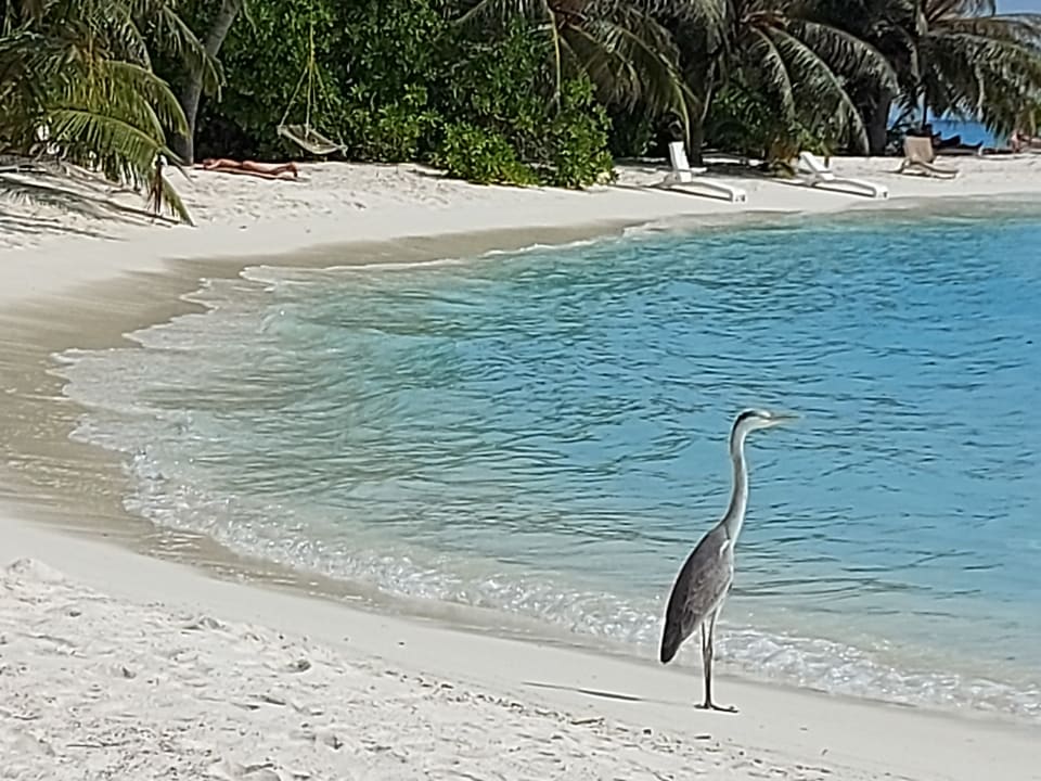 Strand Summer Island Maldives