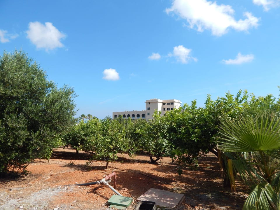 Gaje oliwne w hotelu Royal Belvedere Royal & Imperial Belvedere Resort