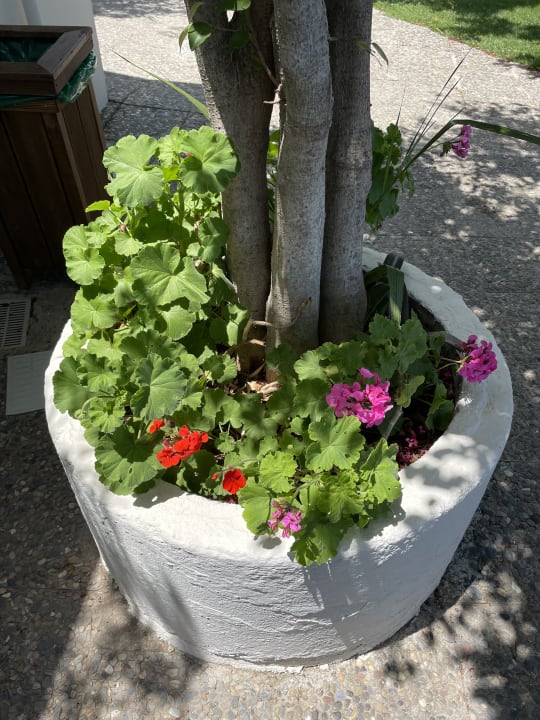 Gartenanlage Corissia Beach Hotel