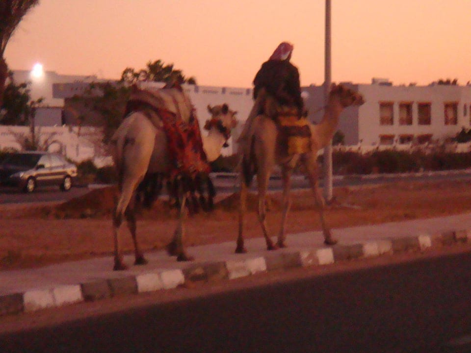 Lebendiges Taxi Hotel Falcon Hills