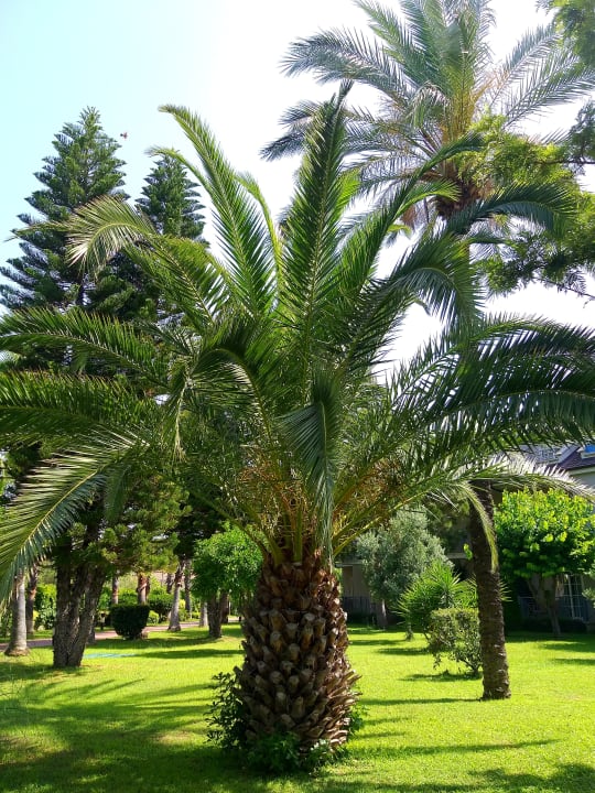 Gartenanlage Sunis Elita Beach Resort & Spa