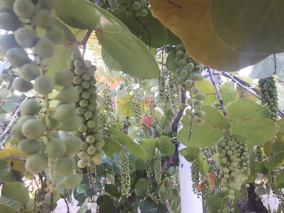 Garten Hotel Grand Palladium Palace Resort, Spa & Casino