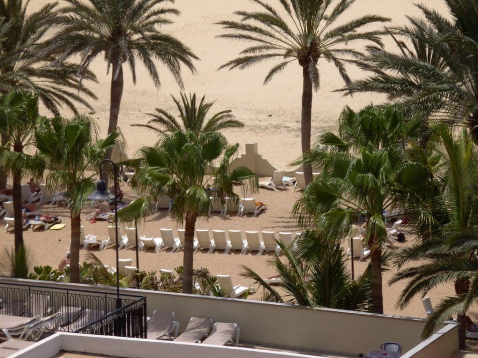 Liegen unter den Dattelpalmen Hotel Riu Oliva Beach Resort