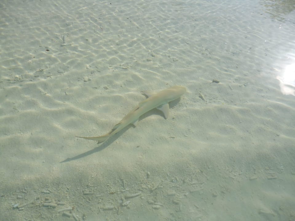 Hai ganz nah Adaaran Select Meedhupparu Island Resort - Premium All Inclusive