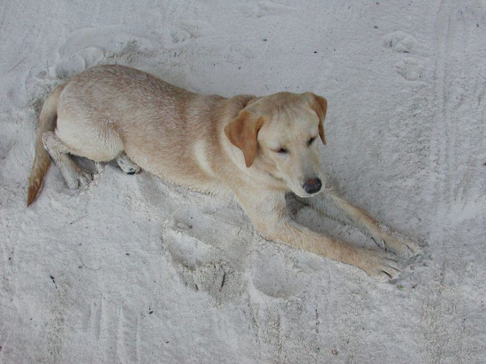 Der Wachhund Hotel Green Papaya Resort