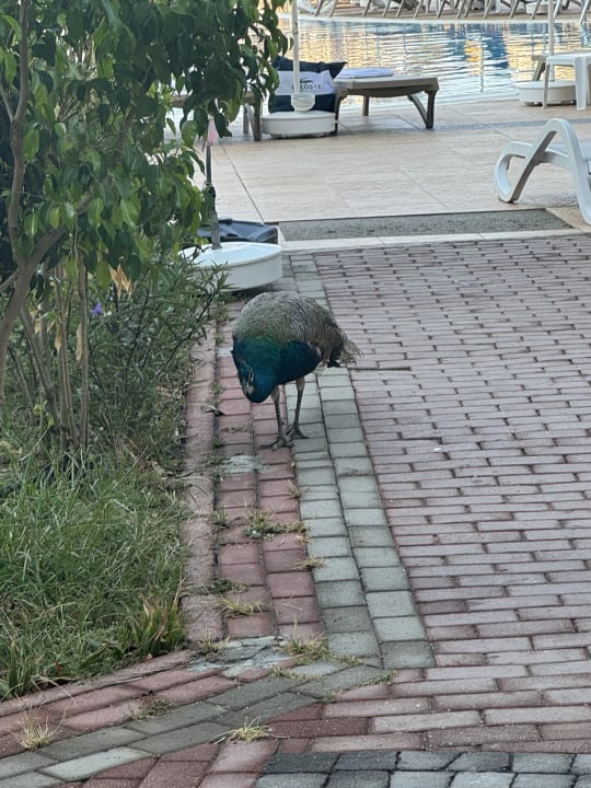 Gartenanlage Seaden Sea World Resort & Spa