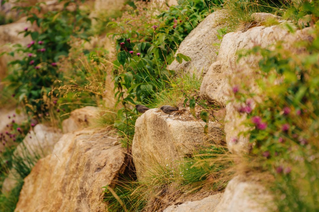 Gartenanlage Das SCHIERKE Harzresort am Brocken