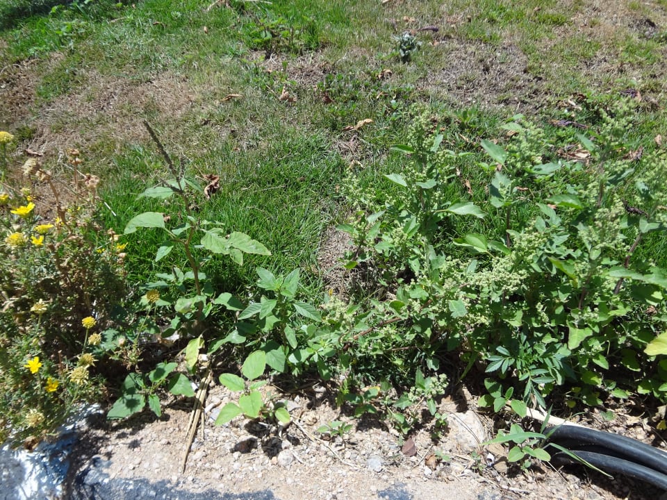 За территорией отеля растет лебеда Regency Plaza Aqua Park & Spa