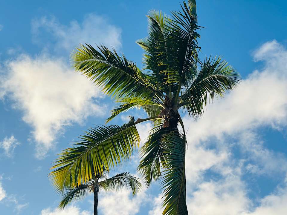 Strand Grand Palladium Punta Cana Resort & Spa