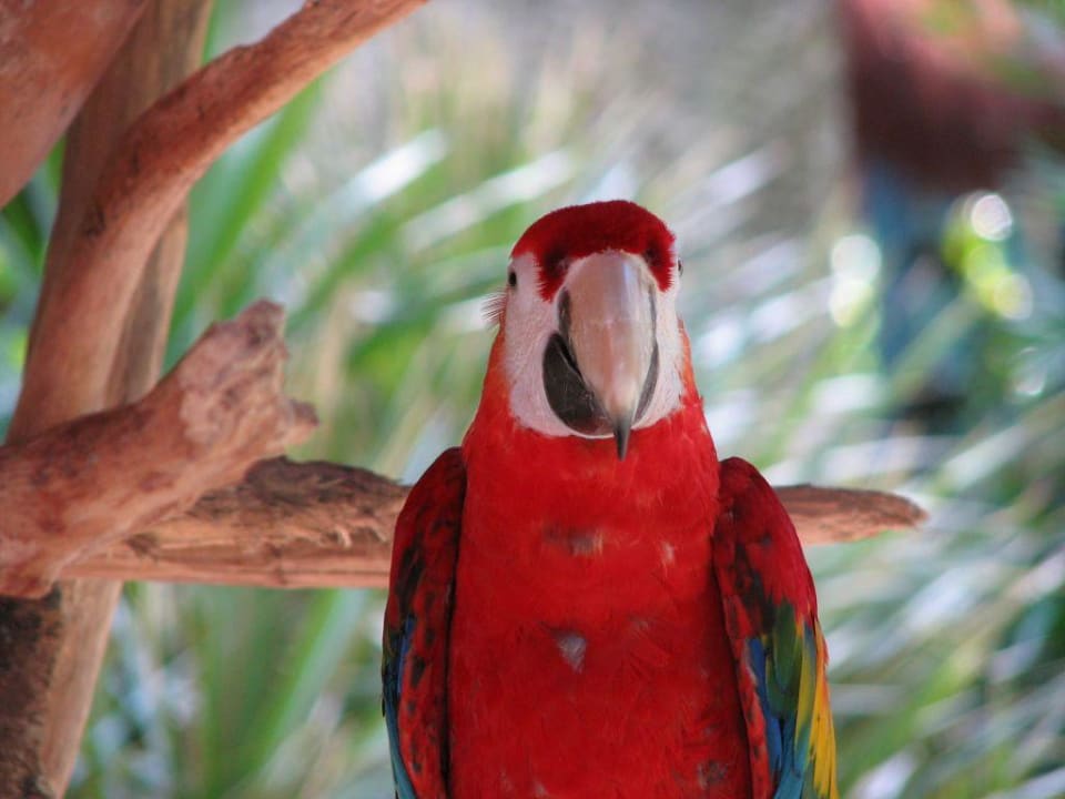 Papagei in der Eingangshalle Iberostar Waves Tucan