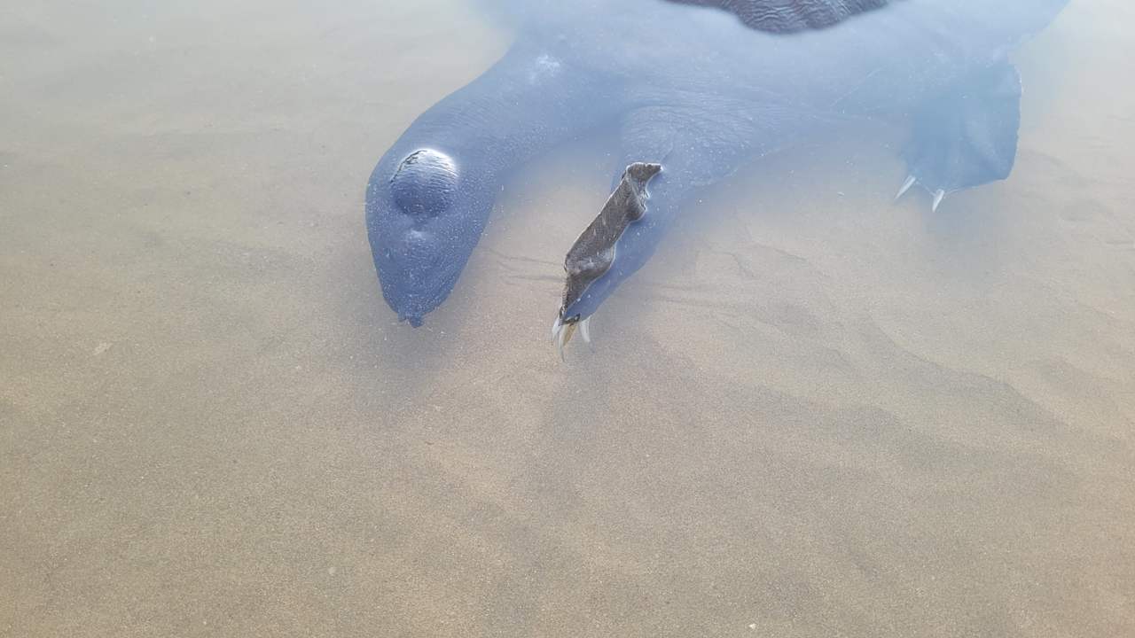 Strand Hotel Miramare Beach