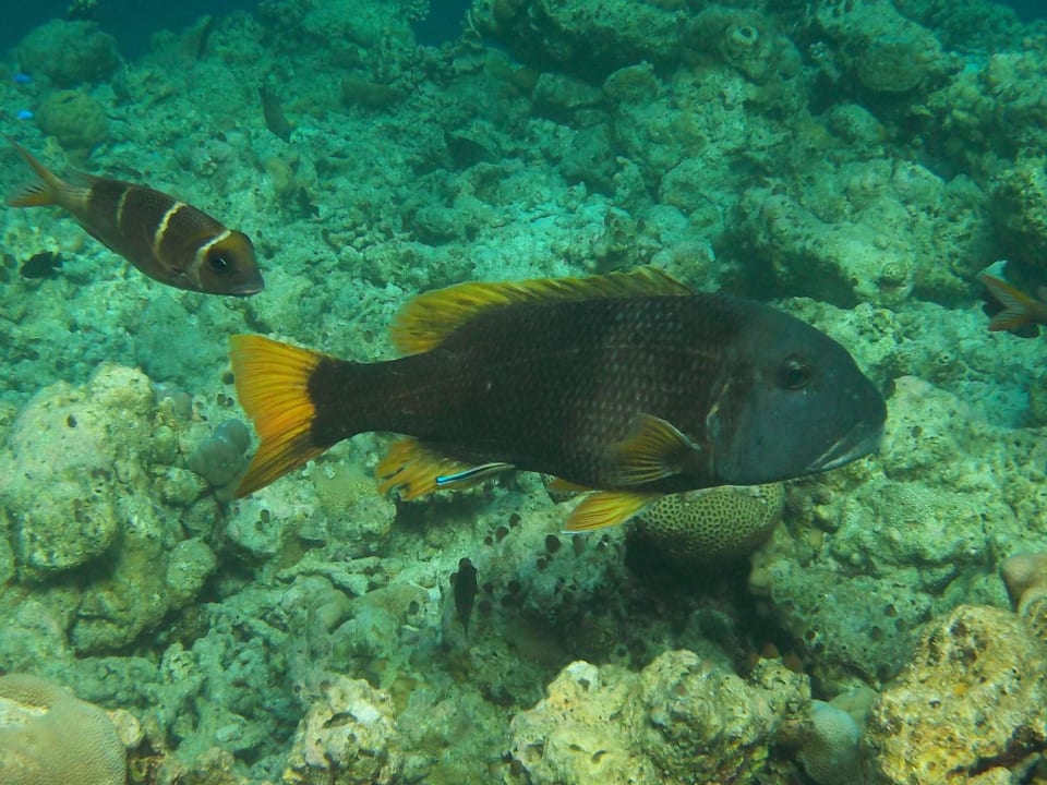 Hausriff NH Collection Maldives Reethi Resort