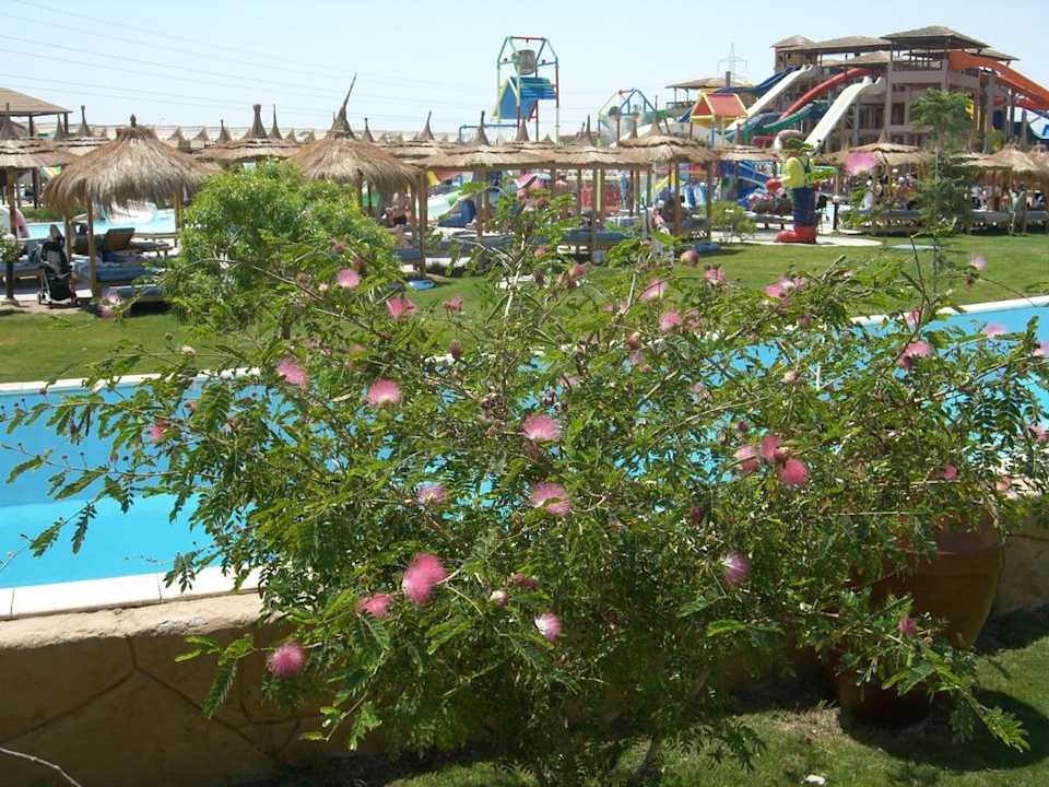 Alles blüht Pickalbatros Jungle Aqua Park Resort - Neverland Hurghada