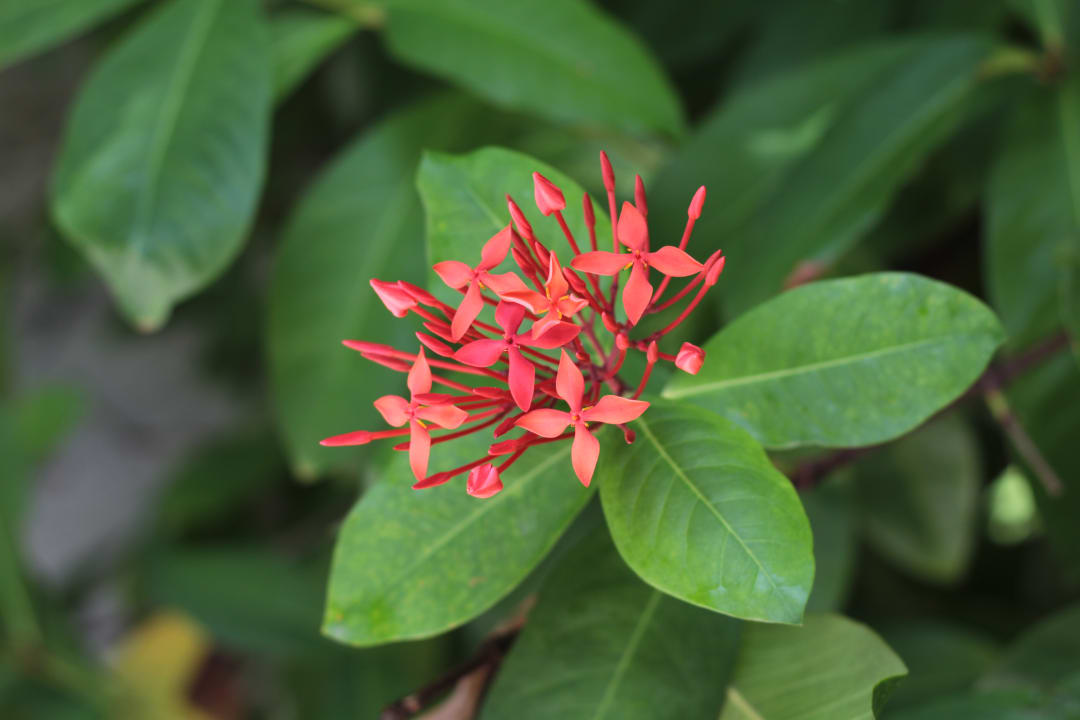 Pflanzen Summer Island Maldives
