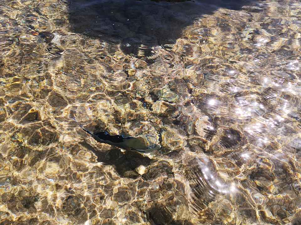 Strand Pickalbatros Citadel Resort