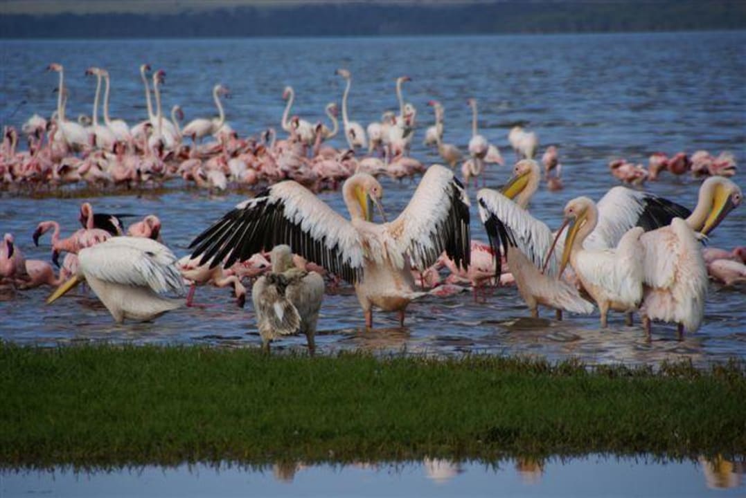 Pelikane und Flamingos am Lake Nakuru Hotel Lake Nakuru Lodge