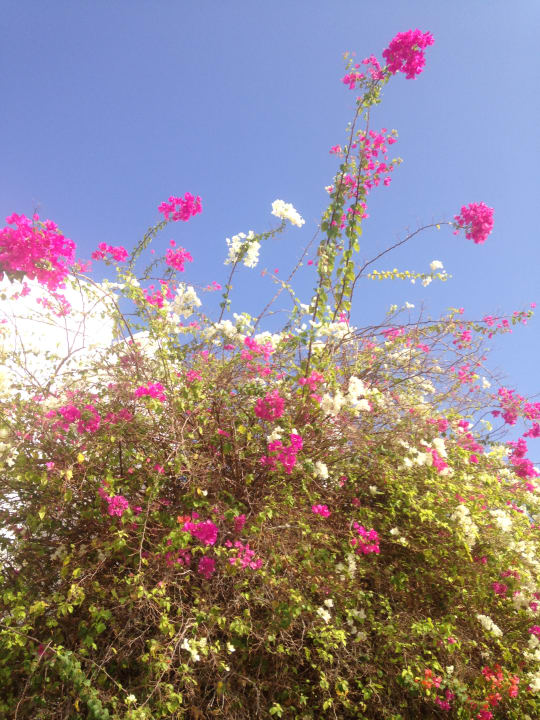 Gartenanlage Three Corners Equinox Beach Resort