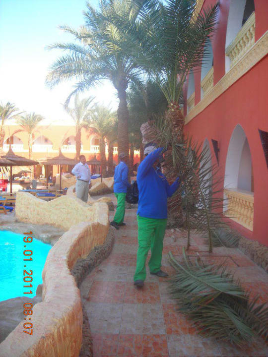 Baumschnitt Pickalbatros Alf Leila Wa Leila Resort - Neverland Hurghada