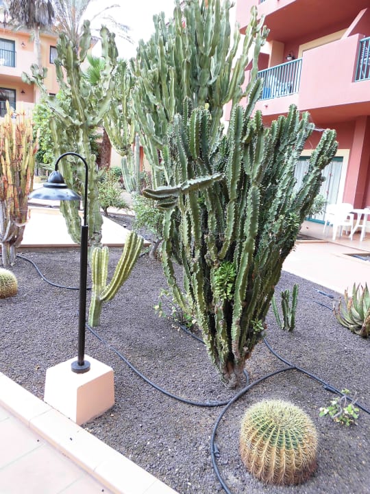 I bellissimi cactus O7 Aloe Corralejo