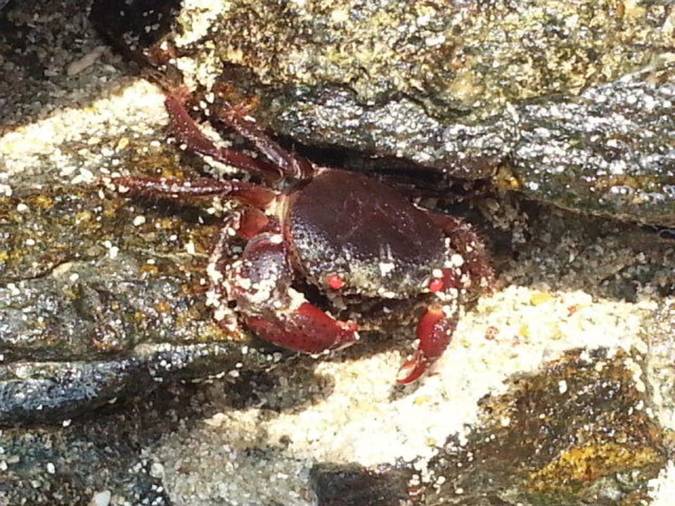 Natur pur Sai Kaew Beach Resort