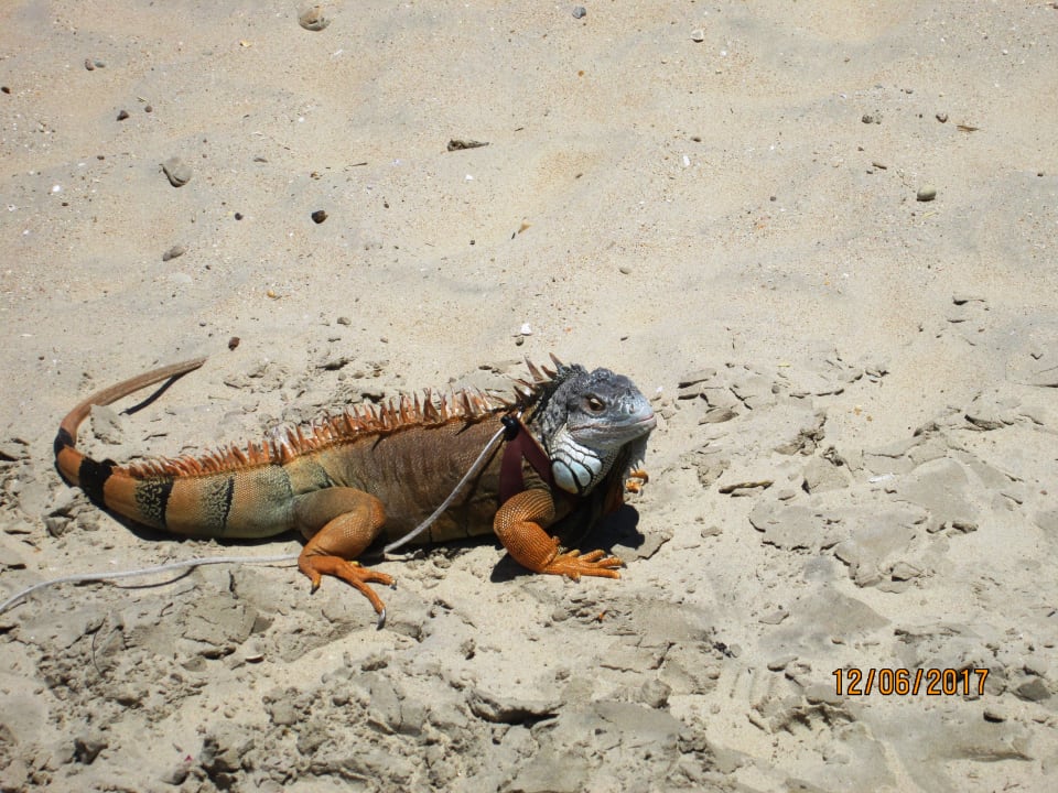 Sonstiges Fuerte Conil-Resort